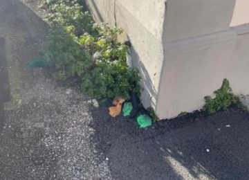 Degrado e sporcizia in via Jacopo Carrucci: l'allerta di un commerciante