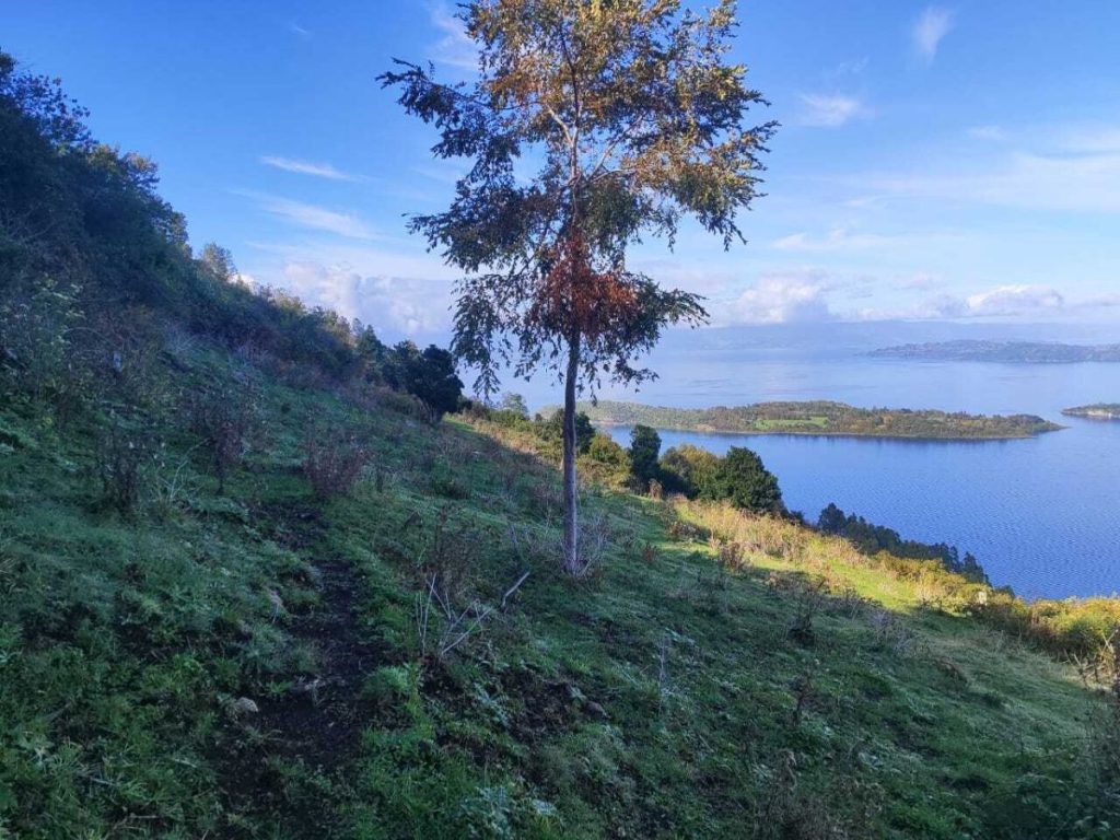 Mundys e Neya lanciano un nuovo progetto di riforestazione di 170 ettari in Cile
