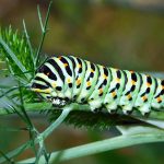 "Birdgardening: Fiori e Farfalle" - Visita Tematica nell'Oasi Naturale Protetta di Arnovecchio