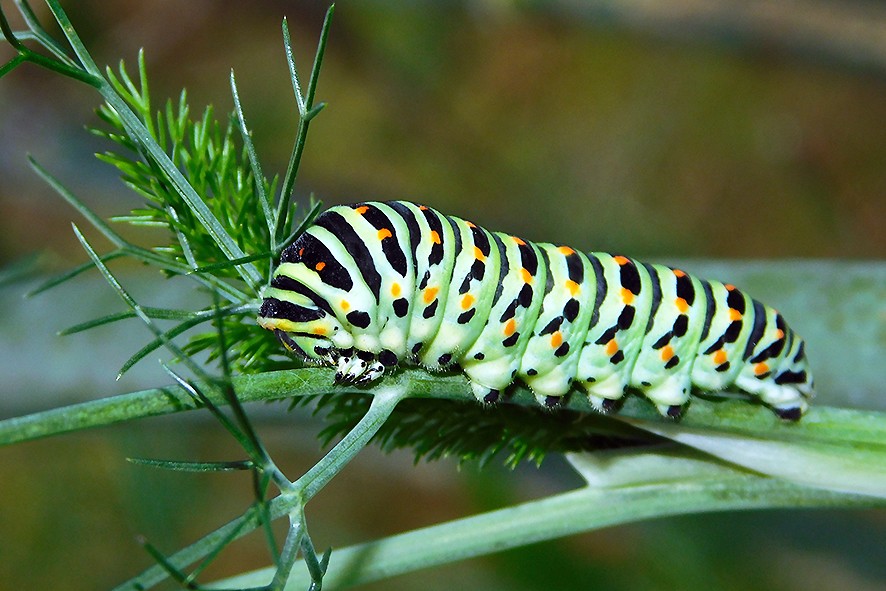 "Birdgardening: Fiori e Farfalle" - Visita Tematica nell'Oasi Naturale Protetta di Arnovecchio