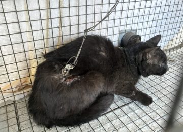 Campi Bisenzio: Gatto randagio ferito trovato con un cavo