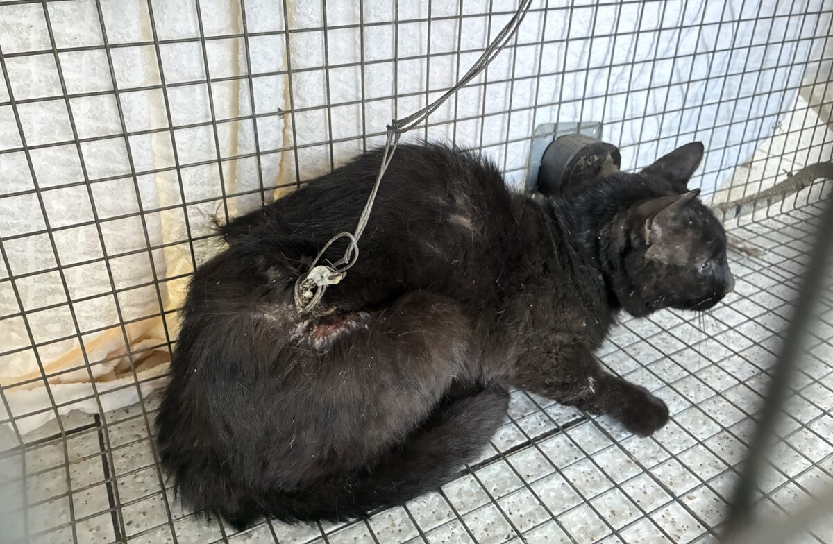 Campi Bisenzio: Gatto randagio ferito trovato con un cavo