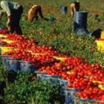 Caporalato: approvata la risoluzione del PD per una legge regionale contro lo sfruttamento
