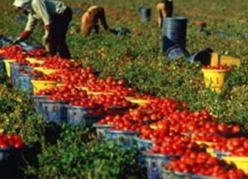 Caporalato: approvata la risoluzione del PD per una legge regionale contro lo sfruttamento