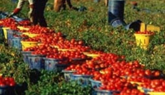 Caporalato: approvata la risoluzione del PD per una legge regionale contro lo sfruttamento