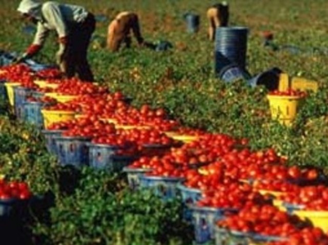 Caporalato: approvata la risoluzione del PD per una legge regionale contro lo sfruttamento