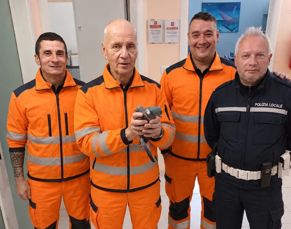 Colombaccio salvato a Montemurlo, intrappolato per quattro giorni nella palestra della scuola