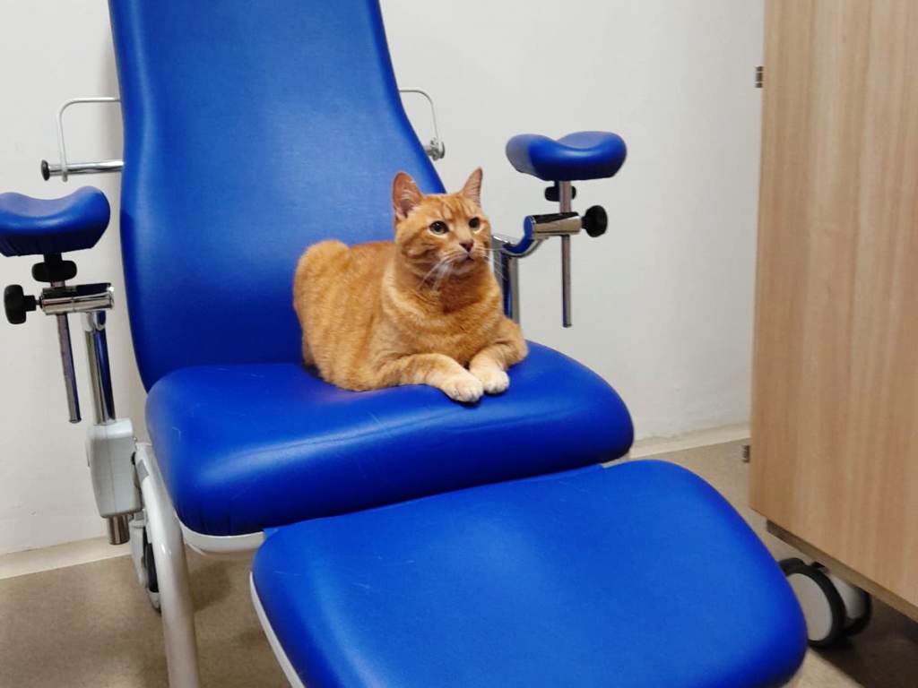 Il gatto Pitagora entra nella Psichiatria del Meyer: è un evento senza precedenti in Italia.