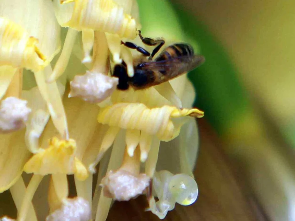 Impollinatori e cambiamenti climatici: risultati del progetto Life Beeadapt