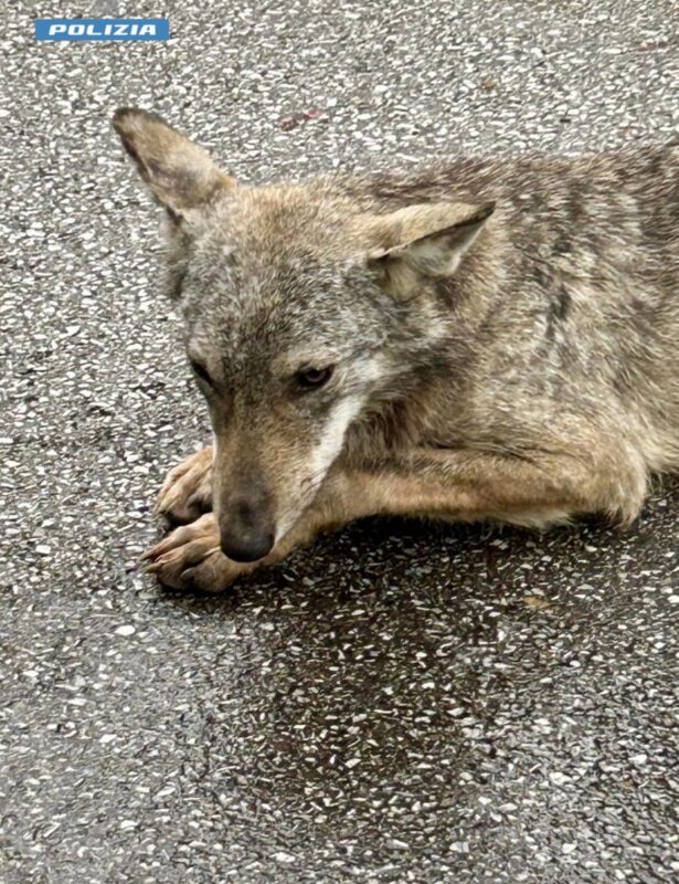 Poliziotto soccorre un cucciolo di lupo ferito a Montale