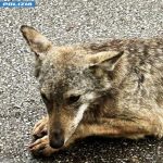 Poliziotto fuori servizio soccorre un cucciolo di lupo in strada