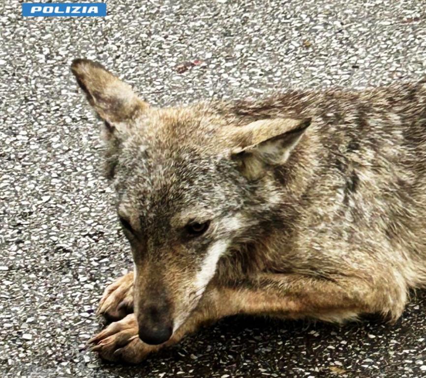 Poliziotto fuori servizio soccorre un cucciolo di lupo in strada
