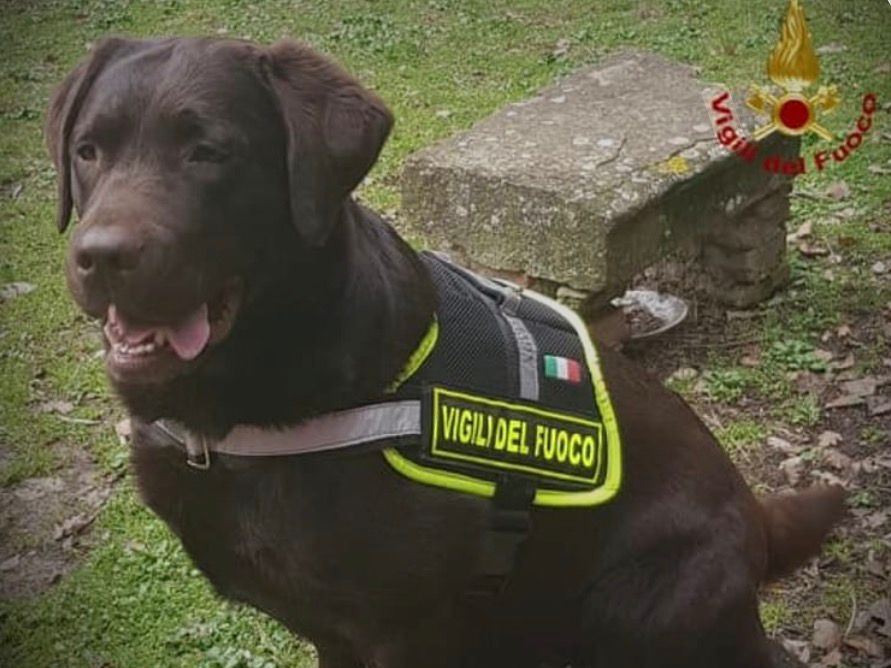 Addio ad Allyson, il cane eroe dei vigili del fuoco: il suo fiuto ha salvato numerose vite tra le macerie.