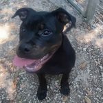 Cucciolo trovato a Livorno senza microchip: si cerca il proprietario.