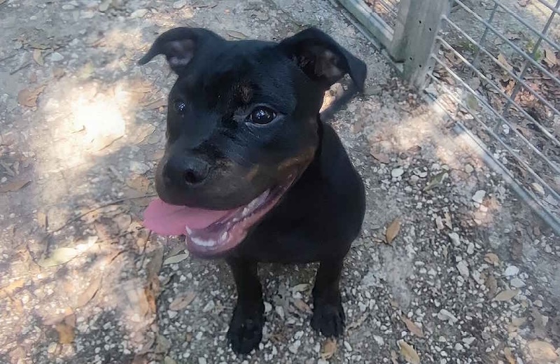 Cucciolo trovato a Livorno senza microchip: si cerca il proprietario.