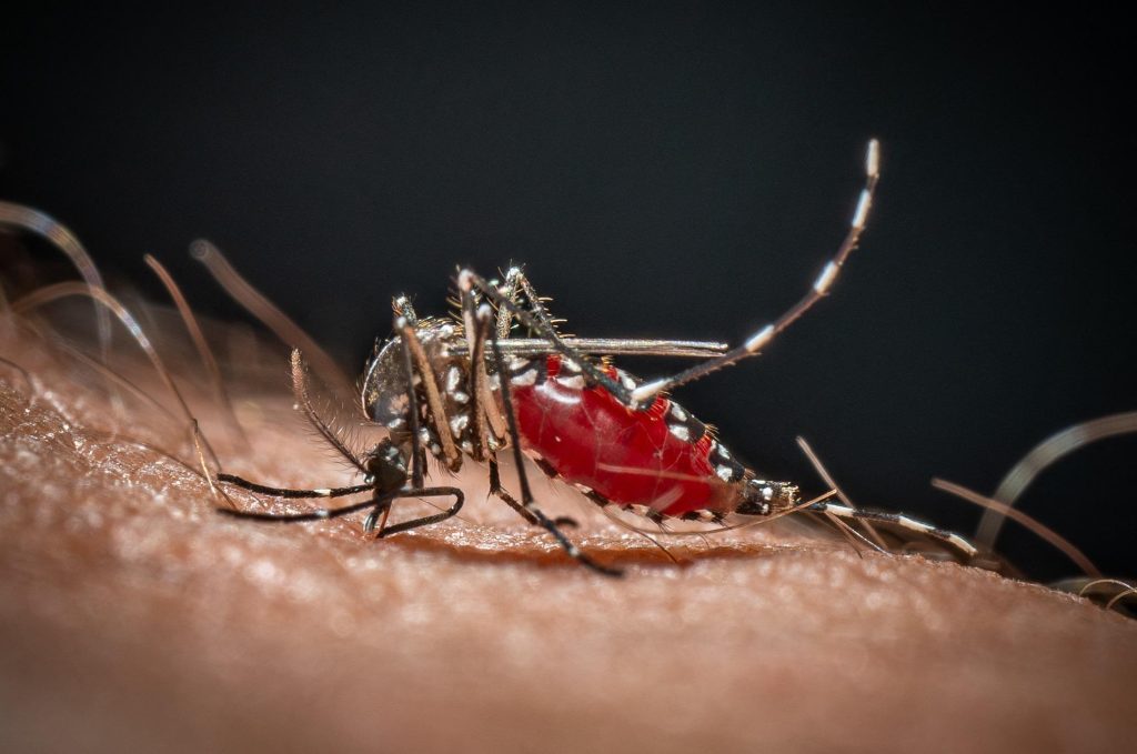 Estate, caldo e zanzare: in Italia ci sono 40 specie, scopri come difenderti