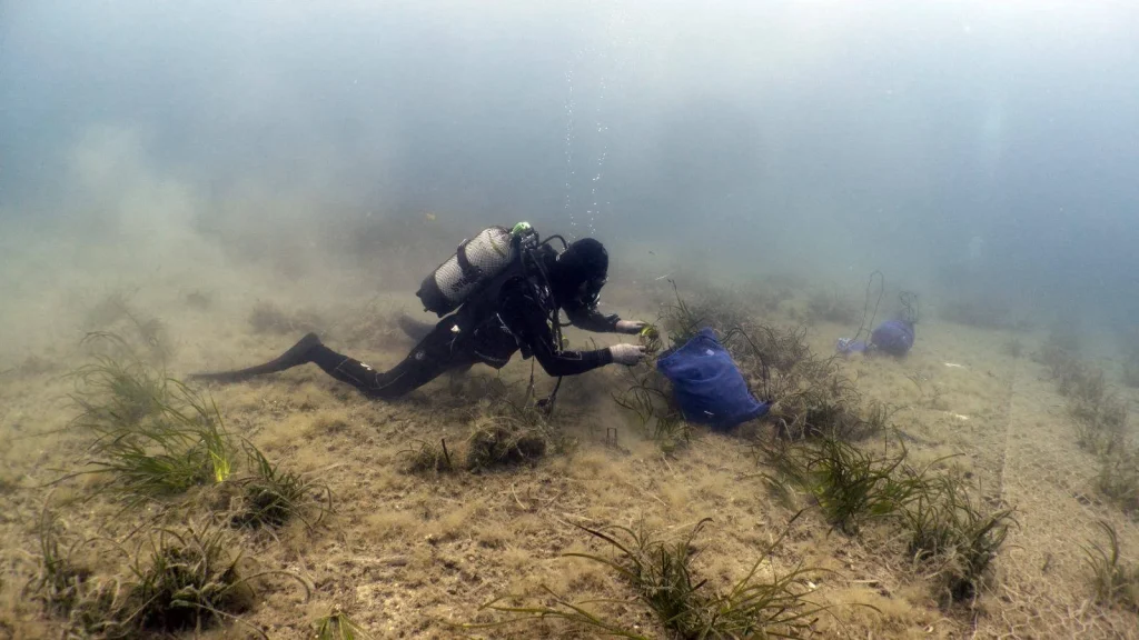 Findus intensifica l'impegno per la protezione del mare, combattendo la plastica e ripristinando la posidonia oceanica.