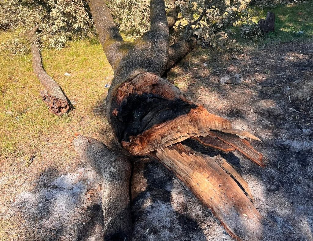 Incendiato il Leccio di Belmonte, l'albero secolare simbolo di Bagno a Ripoli