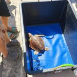 Italian Turtle Day: Eight Sea Turtles Already Freed