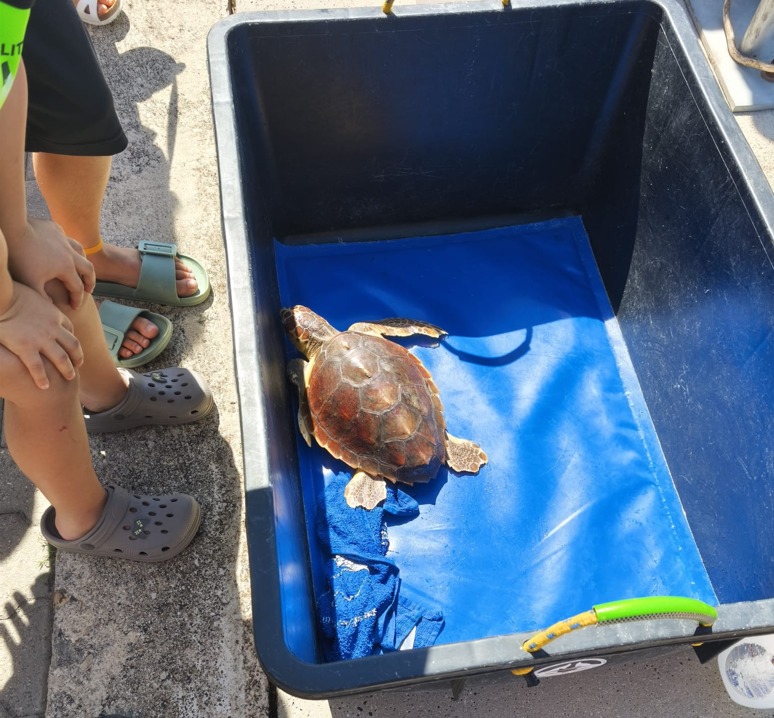 Italian Turtle Day: Eight Sea Turtles Already Freed