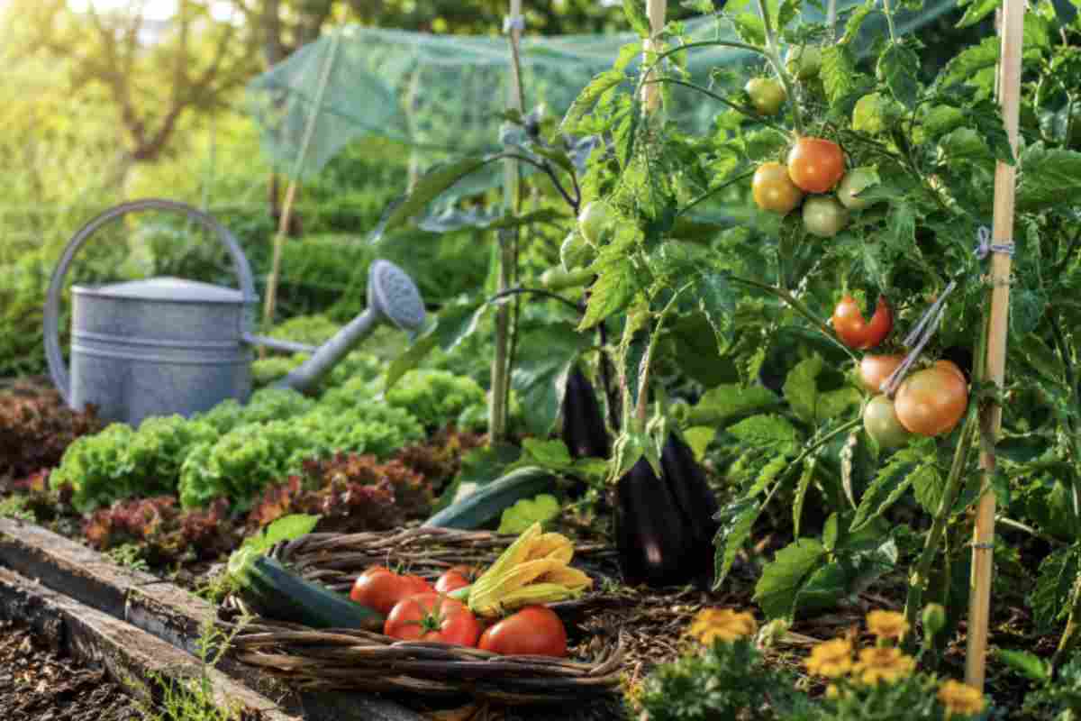 Orto: Step da seguire a giugno per piante sane e robuste – OK!Mugello