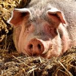 Peste suina africana: primo caso in Toscana in un suino domestico