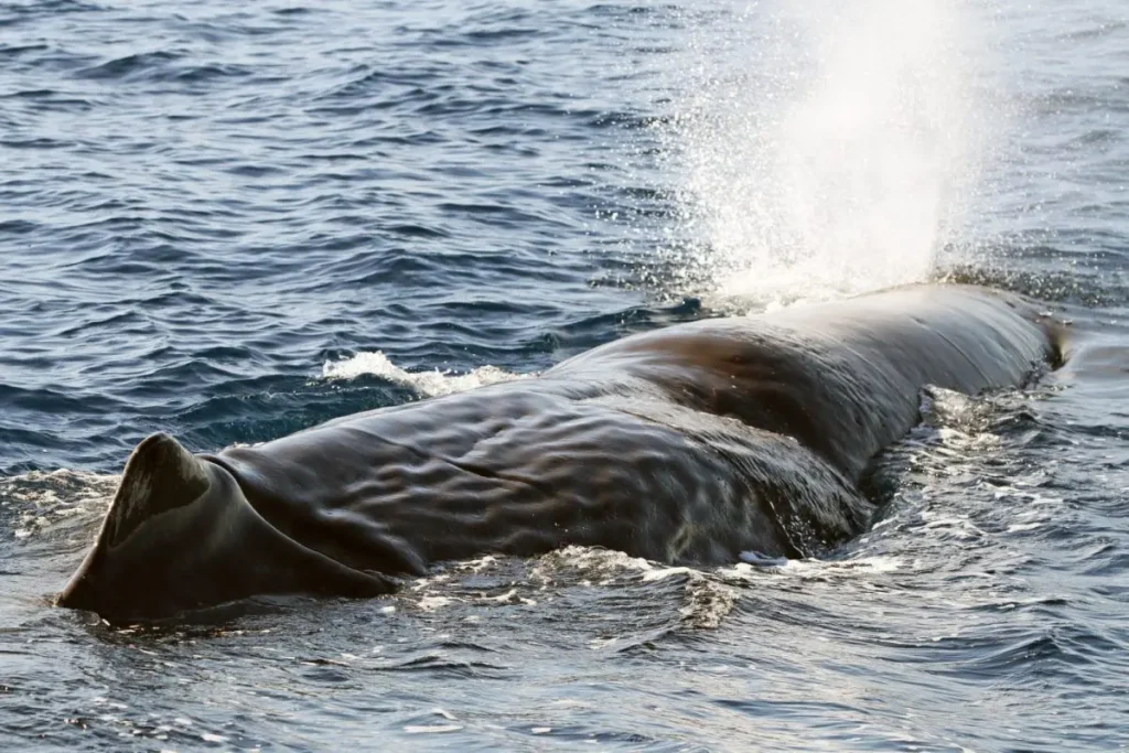 Raro avvistamento di capodogli nel Santuario Pelagos in Liguria