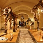 Riapertura del Museo di Geologia e Paleontologia dell'Università di Firenze.