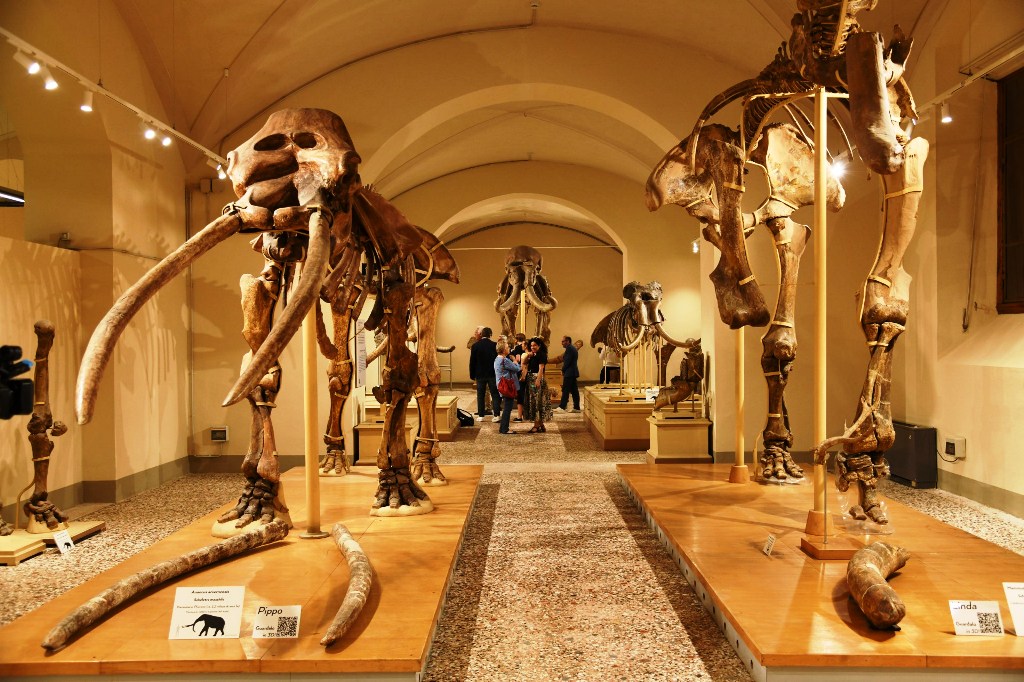 Riapertura del Museo di Geologia e Paleontologia dell'Università di Firenze.
