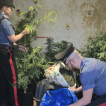 Scoperta una serra di cannabis in mansarda: arrestato un uomo nell'Aretino