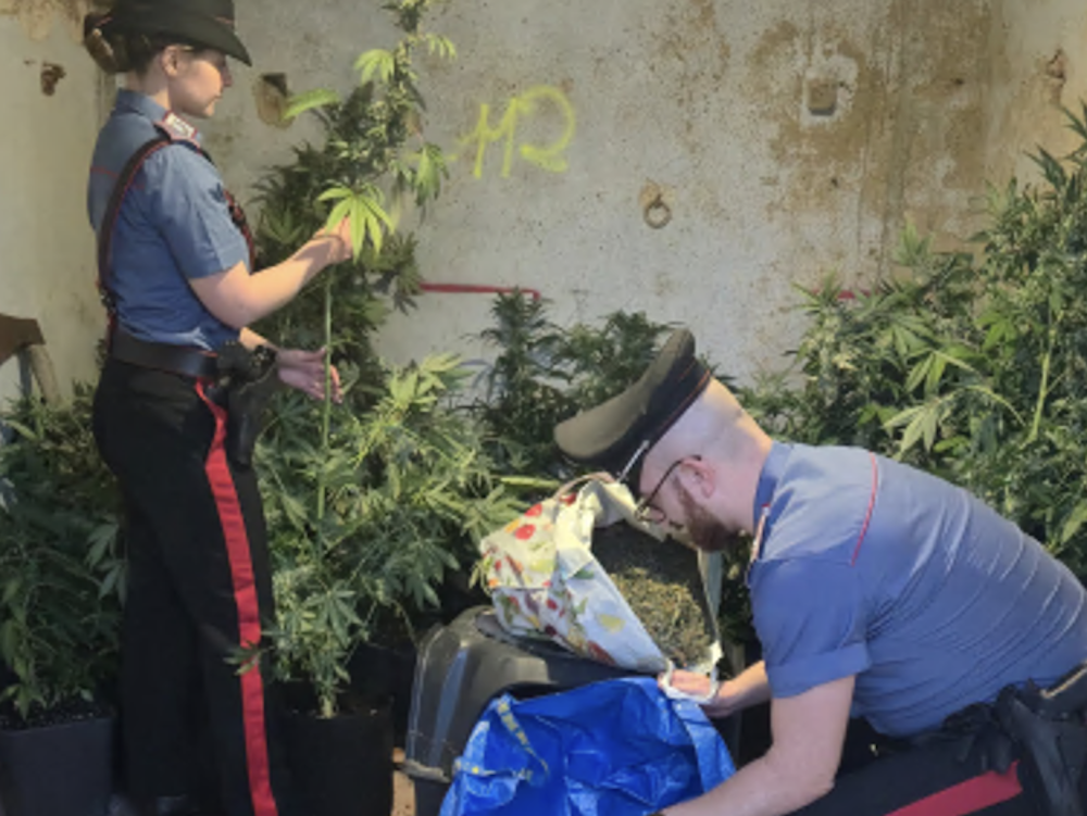 Scoperta una serra di cannabis in mansarda: arrestato un uomo nell'Aretino