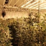 Smantellate due serre di marijuana a Pistoia: due arresti