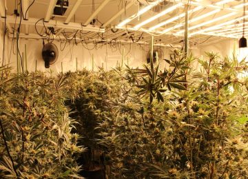 Smantellate due serre di marijuana a Pistoia: due arresti