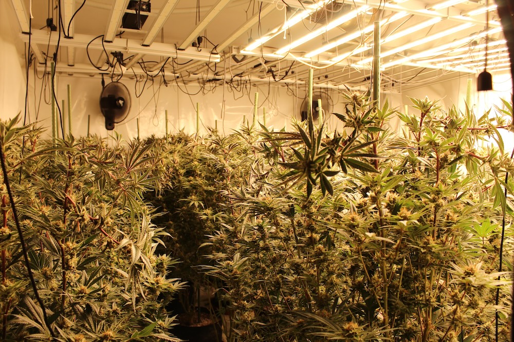 Smantellate due serre di marijuana a Pistoia: due arresti