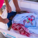 Ugo torna in mare: Caretta caretta liberata a Grosseto dopo le cure