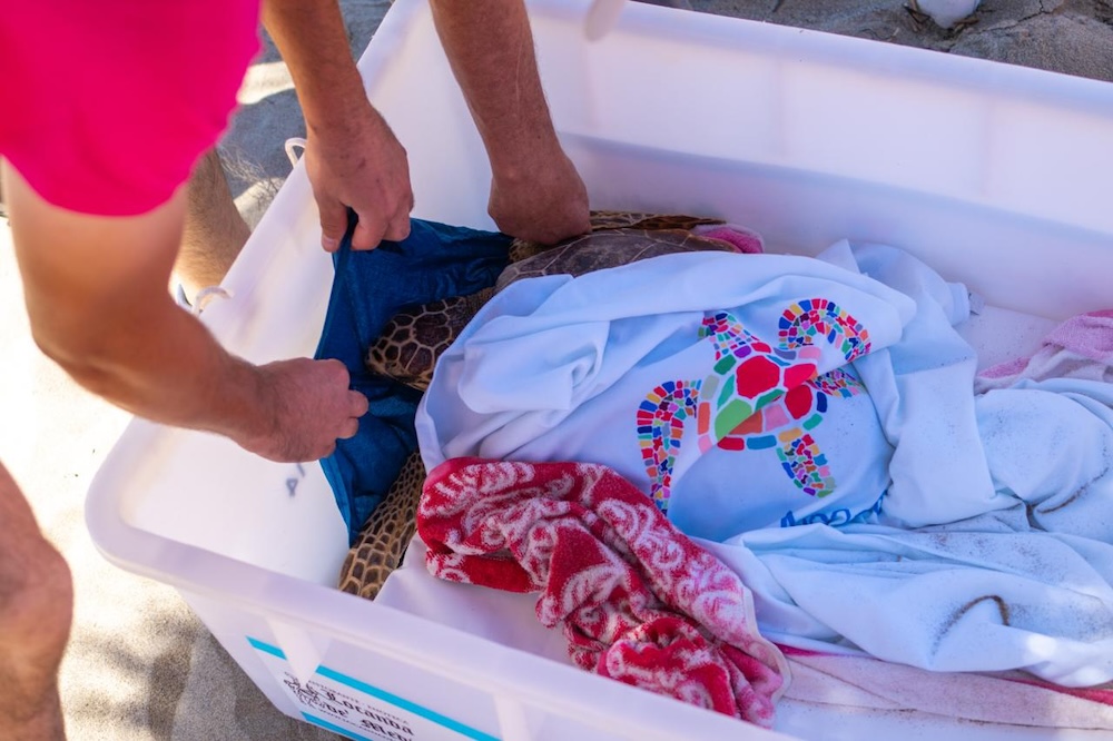 Ugo torna in mare: Caretta caretta liberata a Grosseto dopo le cure
