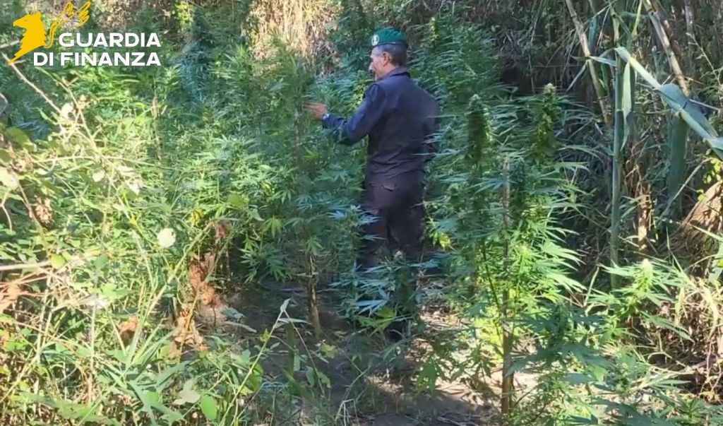 Catanzaro: Scoperte Due Piantagioni di Canapa Indiana Lungo il Fiume Corace
