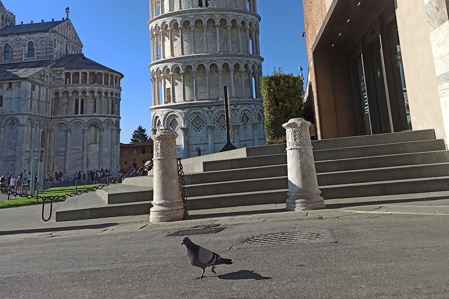 A Pisa, i piccioni sono diminuiti del 60% in venti anni.