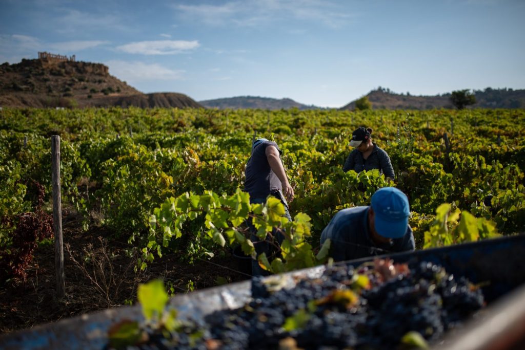Al via la vendemmia 2026 in Sicilia: un'avventura di cento giorni