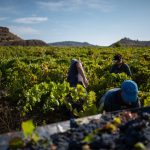 Al via la vendemmia 2026 in Sicilia: un'avventura di cento giorni
