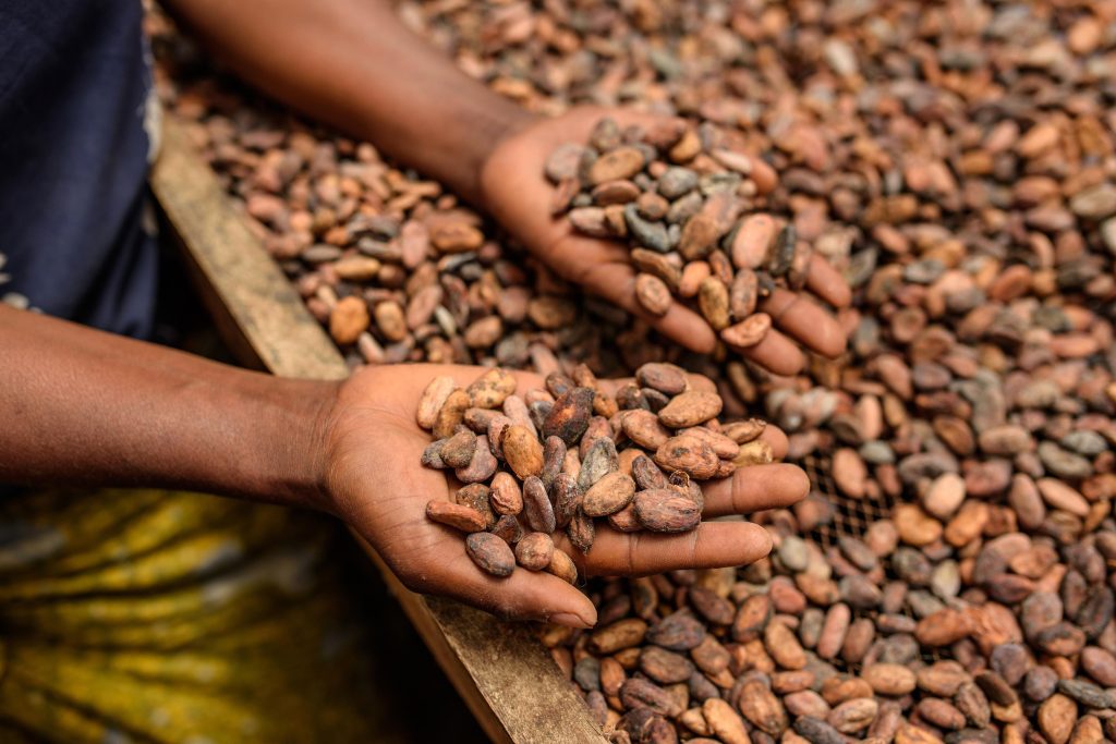 Alimenti: Icam presenta il bilancio di sostenibilità 2025 sulla filiera del cacao che genera valore