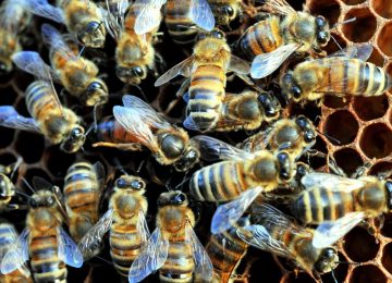 Crea: L'apicoltura, un settore strategico in difficoltà. In Italia ci sono oltre 1,5 milioni di alveari.