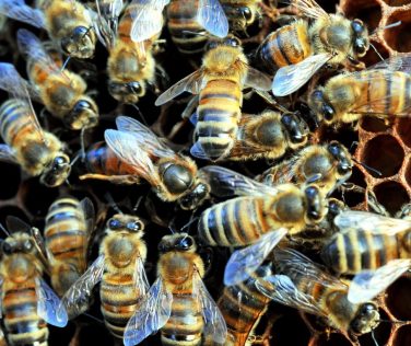 Crea: L'apicoltura, un settore strategico in difficoltà. In Italia ci sono oltre 1,5 milioni di alveari.