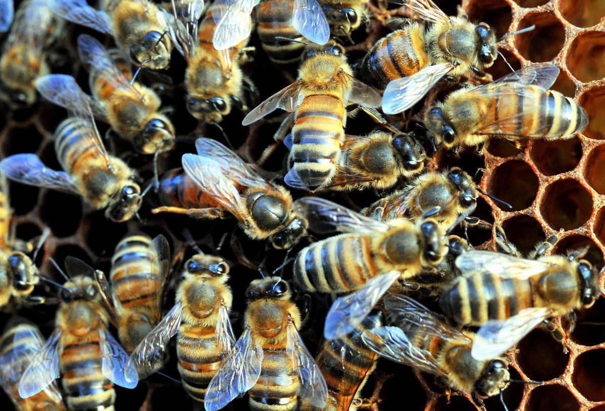 Crea: L'apicoltura, un settore strategico in difficoltà. In Italia ci sono oltre 1,5 milioni di alveari.