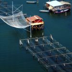 Creazione, ricerca e innovazione: affrontare le sfide future nel settore della pesca