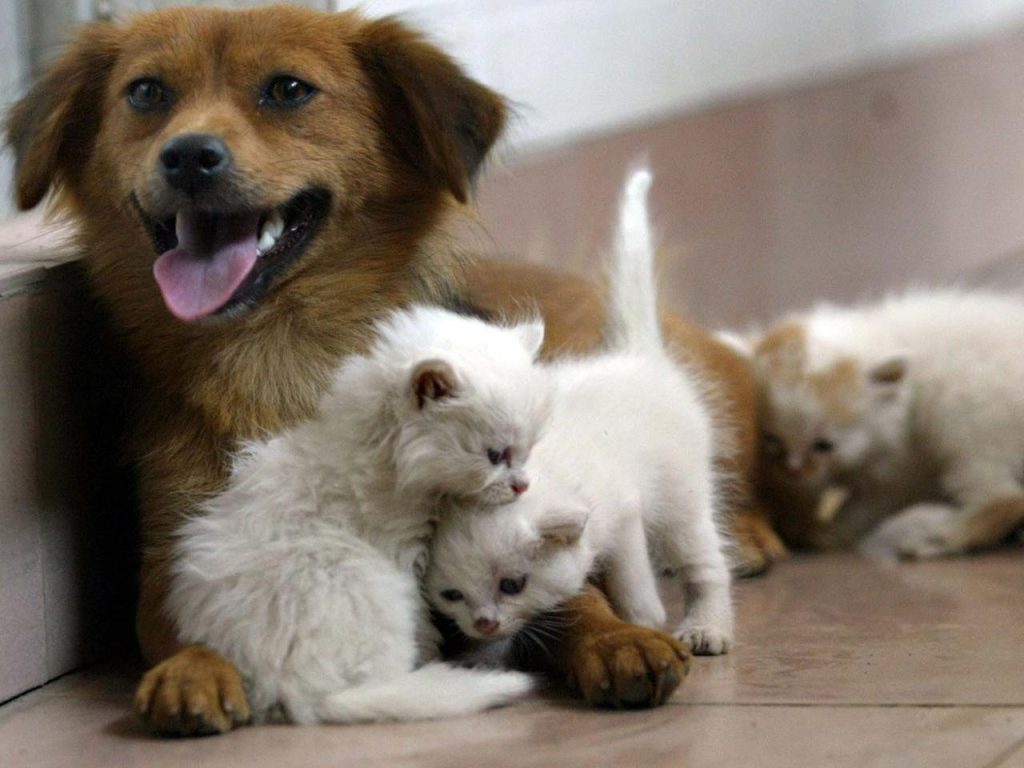 Emergenza calore: 5 consigli degli esperti per proteggere cani e gatti