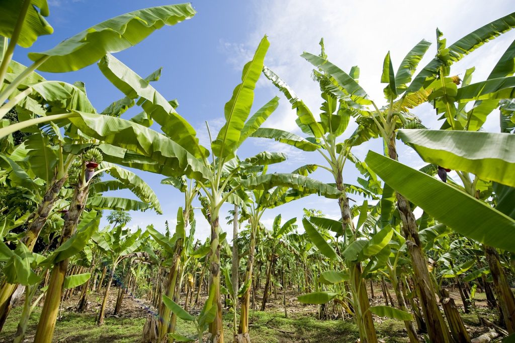 Filippine: Maggiore attenzione alla sicurezza alimentare con controlli più rigorosi
