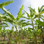 Filippine: Maggiore attenzione alla sicurezza alimentare con controlli più rigorosi