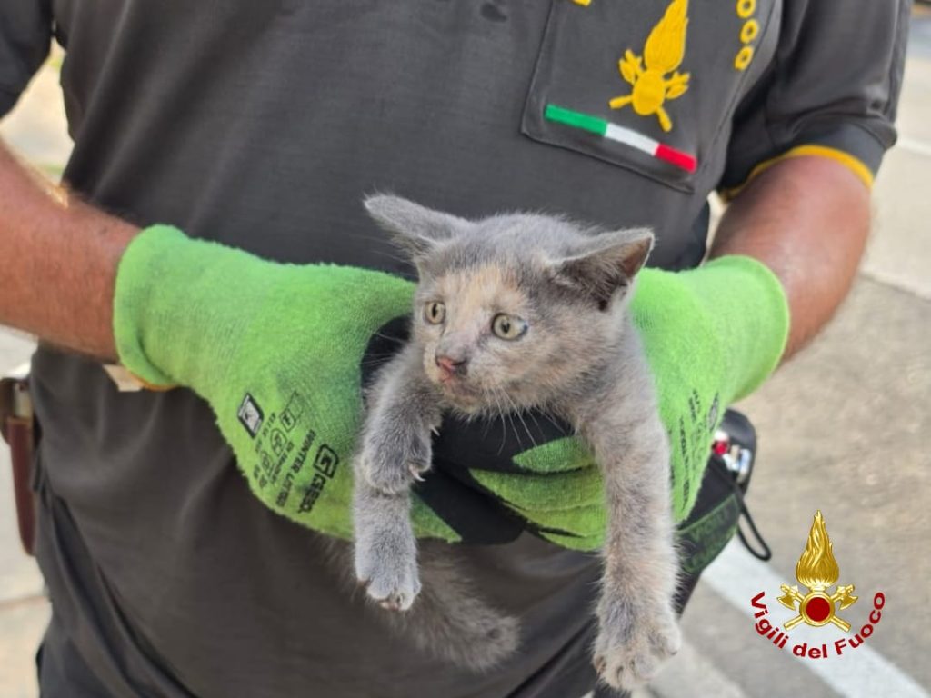 Gatto intrappolato in un'auto, salvato dai vigili del fuoco
