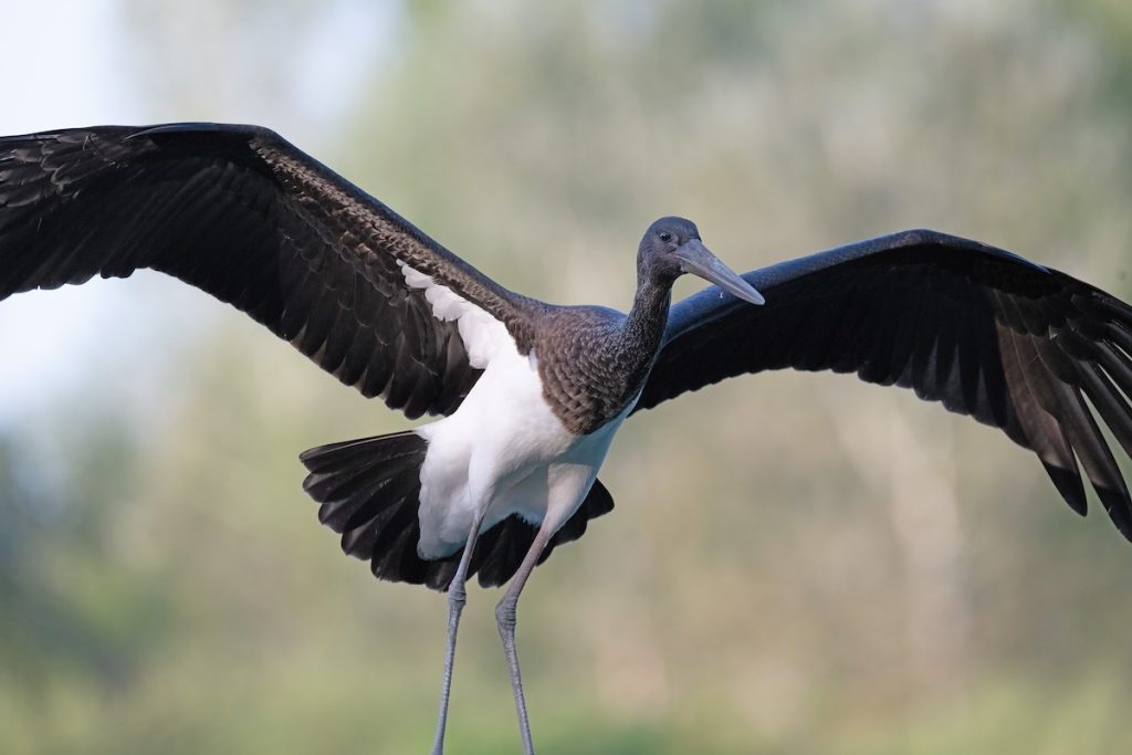 La rara cicogna nera sosta nella riserva naturale Lipu al Lago di Sibolla